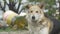 Sad beige dog-mongrel on a leash is . Close-up, selective focus. mongrel dog dog close up of the eyes. Gray mongrel dog
