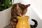 Sad Bengal cat drinks water from a high jug horizontal