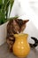 Sad Bengal cat drinks water from a high jug vertical