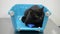 A sad black cat is waiting for an appointment with a veterinarian in a veterinary clinic, sitting in a pet carrier