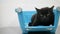 A sad black cat is waiting for an appointment with a veterinarian in a veterinary clinic, sitting in a pet carrier