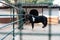 Sad black horse locked in a barn. Looking from behind bars, surrounded by metal grid. Domesticated animal slavery in rural village