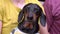 Sad black and tan dachshund dog in t-shirt sits on owners lap and whines plaintively from fear or pain, close up. Pet at