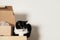Sad black and white Tuxedo cat sits on a shelf next to a cardboard box. Copyspace.