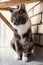 Sad, bored cat lowered its head and sits on a felt bedding, on a balcony, against a brick wall.