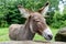 Sad bored donkey close-up on the background of nature