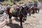 Sad and bored donkeys. Santorini