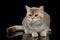 Sad British Cat with Fluffy tail Looking forward isolated Black