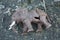 A sad broken elephant toy abandoned on a street