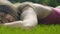 Sad broken-hearted woman lying on grass staring, end of relationships, sadness