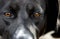 Sad brown eyes of black dog in animal shelter