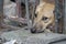 Sad brown Thai dog showing the unhappy from its eye. It`s in the old cage