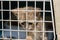 Sad cat in the cage of the shelter