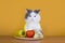 Sad cat on a diet before the emptiness of plate