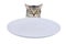 Sad cat sitting in front of a table with an empty bowl, isolated on a whit