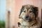 Sad Caucasian shepherd sitting on a chain guarding the house