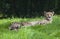 Sad cheetah laying on the green grass in a zoo park