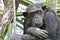 Sad Chimpanzee thinking about his life