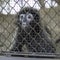 Sad crying monkey in cage