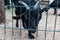Sad curious black goat looking from behind the fence in a zoo. Funny domesticated animal on a farm. Hungry young goat with