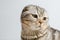 A sad but cute Scottish lop-eared cat sits on a white insulator.