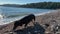 Sad dachshund dog slowly wanders along rocky beach and sniffs around