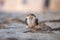 Sad and dejected sparrow chick after falling from its nest and still alive perched on the rustic ground of a street in a medieval