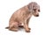 Sad depressed poodle pet dog after short hair cut grooming