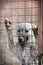 Sad dog behind a iron fence
