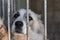 Sad dog breed Central Asian Shepherd close-up in a cage behind the bars of the aviary bars in a dog shelter or shelter for