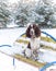 A sad dog breed English Springer Spaniel sits alone on bench in winter park