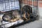 Sad dog dachshund sits in an iron cage
