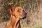 Sad dog eyes. Rhodesian ridgeback portrait. Beautiful Rhodesian ridgeback dog portrait. Looking into the eyes of the dog.