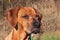 Sad dog eyes. Rhodesian ridgeback portrait. Beautiful Rhodesian ridgeback dog portrait. Looking into the eyes of the dog.