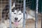 Sad dog in jail behind the fence. Husky dog with eyes of different colors