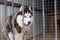 Sad dog in jail behind the fence. Husky dog with eyes of different colors