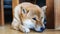 Sad dog laying down on floor at home / Japanese Shiba Inu dog small size , sleeping dog lonely animal homeless