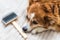 Sad dog lies near a brush for combing wool. Molting in a dog