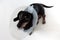 Sad dog lying on a bed sick with vet plastic Elizabethan collar on neck. A dachshund in a dog collar. Treatment of Pets