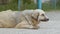 Sad dog lying on the footpath slow motion video