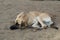 Sad dog lying on the sand. poor solitude dog on the beach. poor dog waiting for its owner on the beach. sad dog