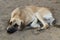 Sad dog lying on the sand. poor solitude dog on the beach. poor dog waiting for its owner on the beach. sad dog