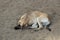 Sad dog lying on the sand. poor solitude dog on the beach. poor dog waiting for its owner on the beach. sad dog