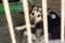 Sad dog lying in shelter cage, sad emotional moment, adopt me co
