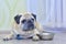 Sad dog pug lying on the floor next to the plate. Concept: feeding a pet, hunger, dogs at home