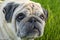 Sad Dog Pug. Pug with a surprised look. dog on a background of green grass