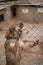 sad dog puppies locked in the metal cage. homeless dog in the dog shelter behind the cage