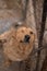 sad dog puppies locked in the metal cage. homeless dog in the dog shelter behind the cage