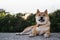 Sad dog rest on green landscape, chilling calm shiba inu leisure on park, pet relaxing on nature, animal relax holiday vacation