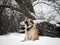 Sad dog under the falling snow freezes on the street